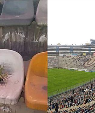 monu Copa Libertadores: Planta que creció en una butaca del estadio Monumental es noticia en prensa extranjera